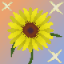 Sunflower SMP
