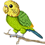 Budgie Network