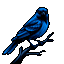 Oriole