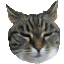 MCMaukissa